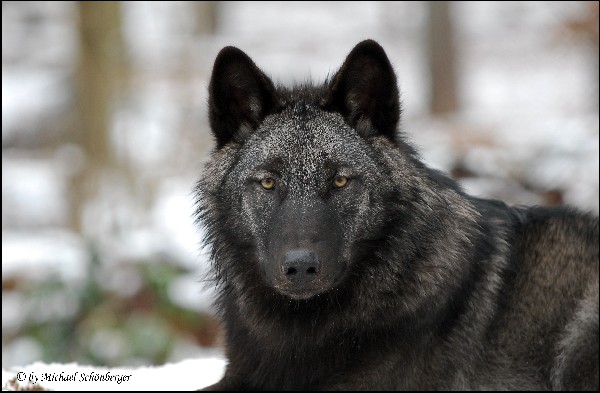 Kanadischer Wolf Peter